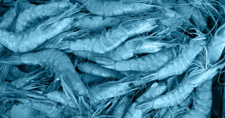 เลี้ยงกุ้งให้ได้กำไร ด้วยแม๊ก พลัส